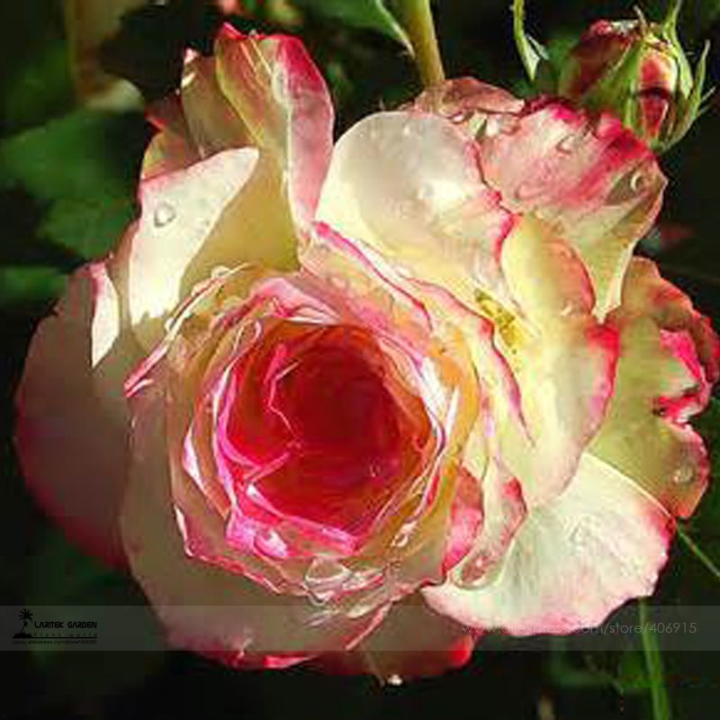 50 Fresh Seeds New Yellow Red Stripped Soft Rose Bush Plant