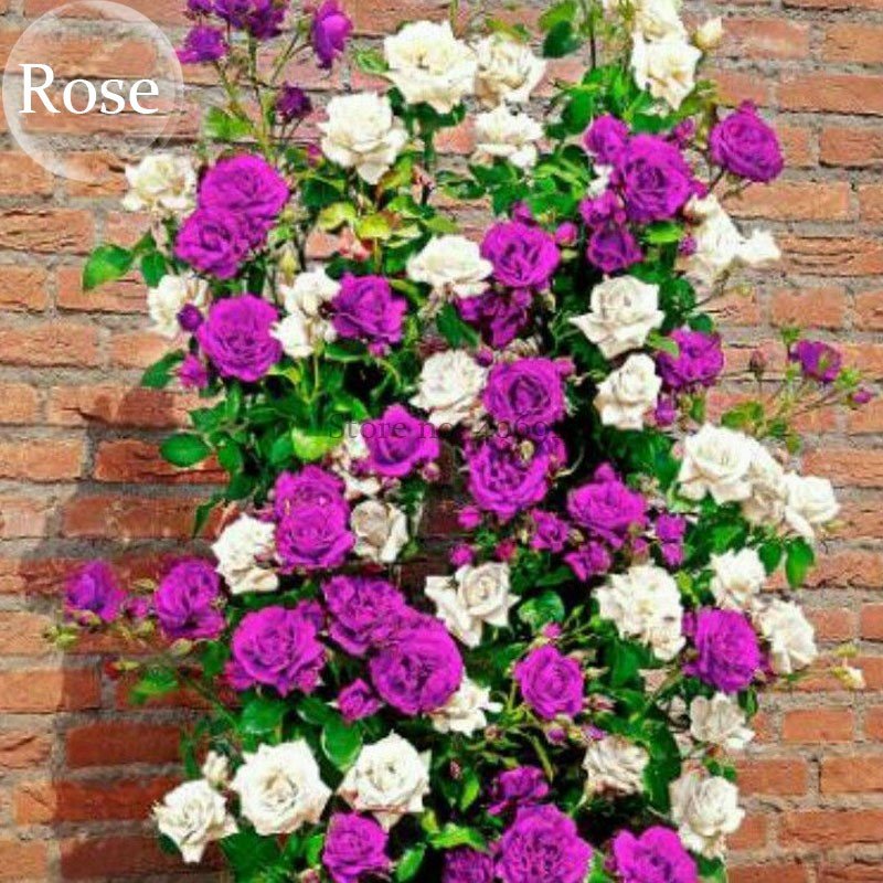 50 Fresh Seeds Rare Dabai Mountain Purple Climbing Plants Fragrant