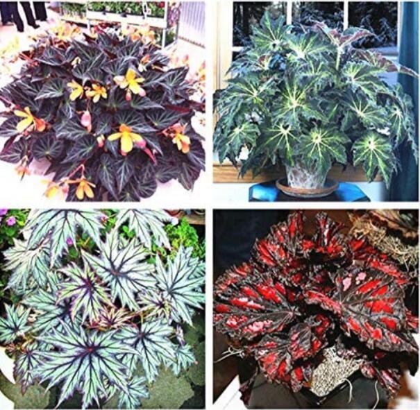 120 Mixed 4 Types Begonia Fresh Seeds Includin Fire Red Green White Gray Red