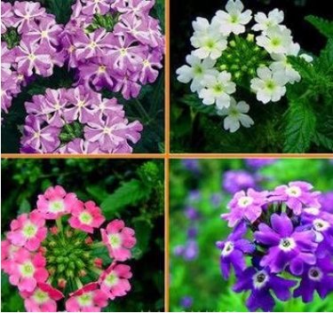 10 Verbena Flower Flowers Potted Plants Flower Bonsais Yi Fresh Seeds