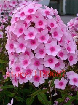 100 Bag Phlox Drummondii Cuspidata Flower Pink