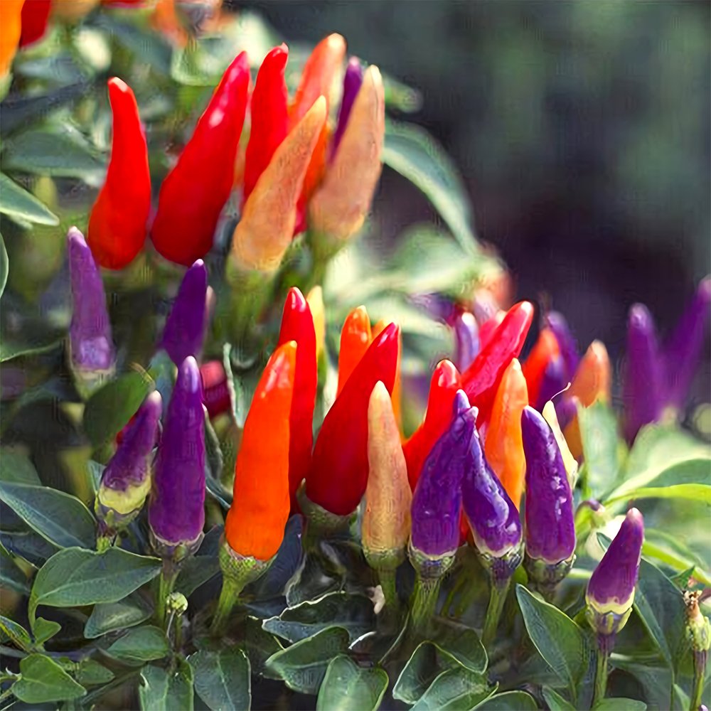 100 Fresh Seeds Ornamental Chili Pepper Cap01