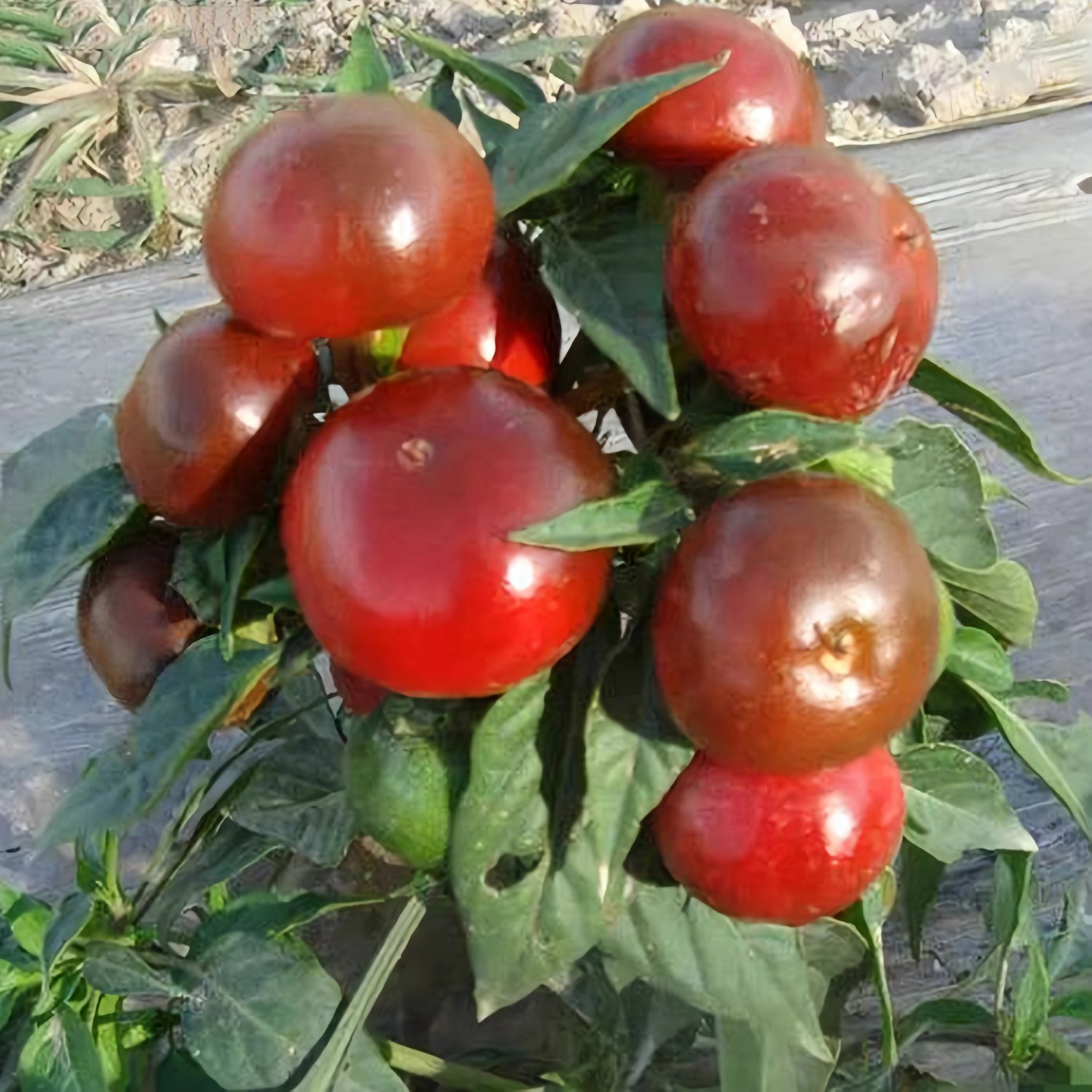 100 Fresh Seeds Ornamental Chili Pepper Cap02