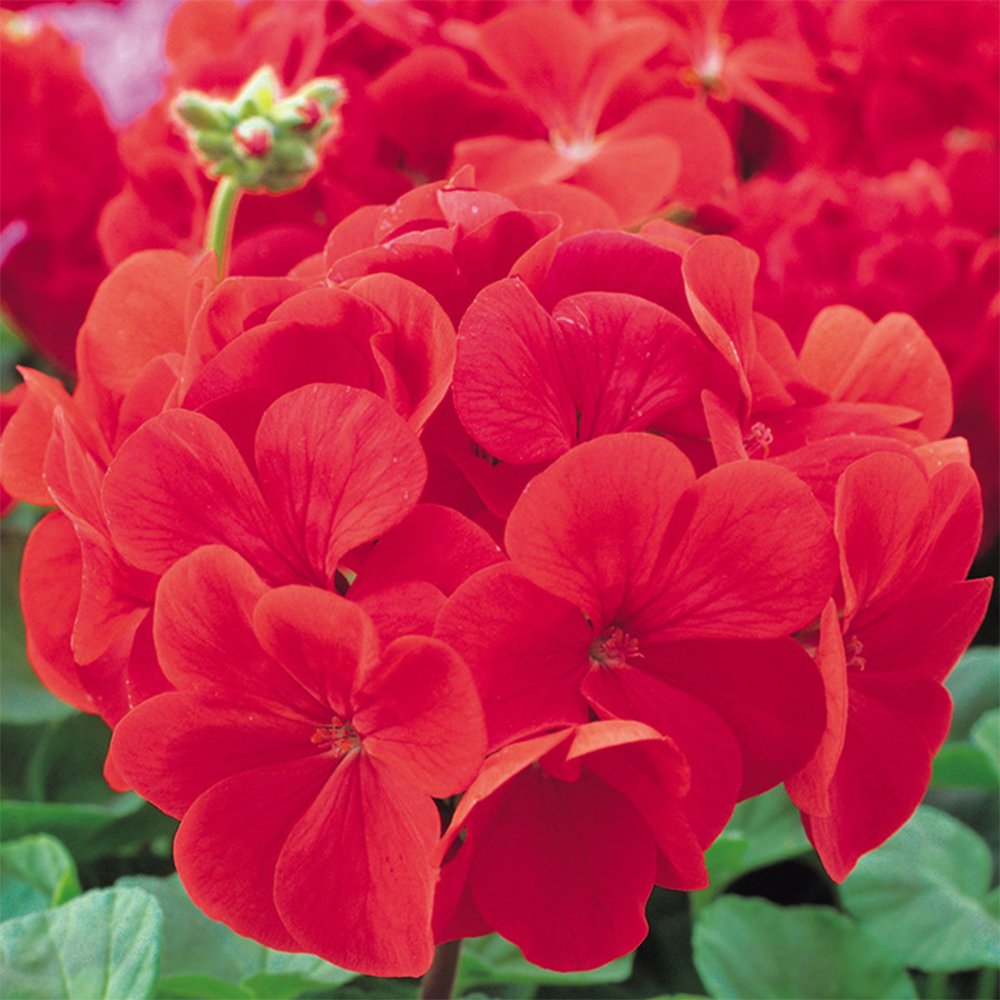 10 Fresh Seeds Geranium Fire Queen F1