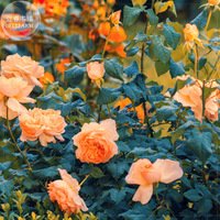 50 Fresh Seeds Gloire De Dijon Subtle Fragranced Climbing Rose