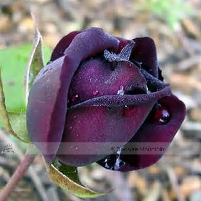 50 Fresh Seeds Purple Red Rose Flower Rarest Rose
