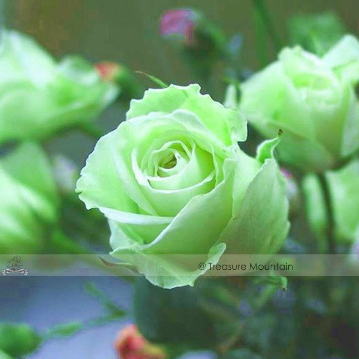 50 Fresh Seeds Chinese Green Rose Bush Seedling Seed Rosa Chinensis Flower