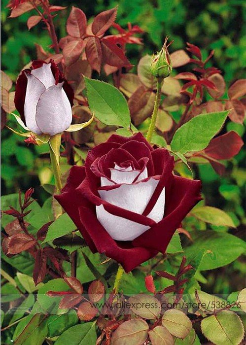 50 Fresh Seeds Osiria Rose Hybrid Exotic Blood Red And White Rose Flower