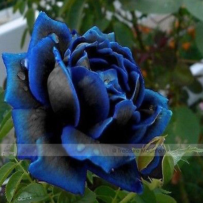 50 Fresh Seeds New Midnight Supreme Rose Bush Flower