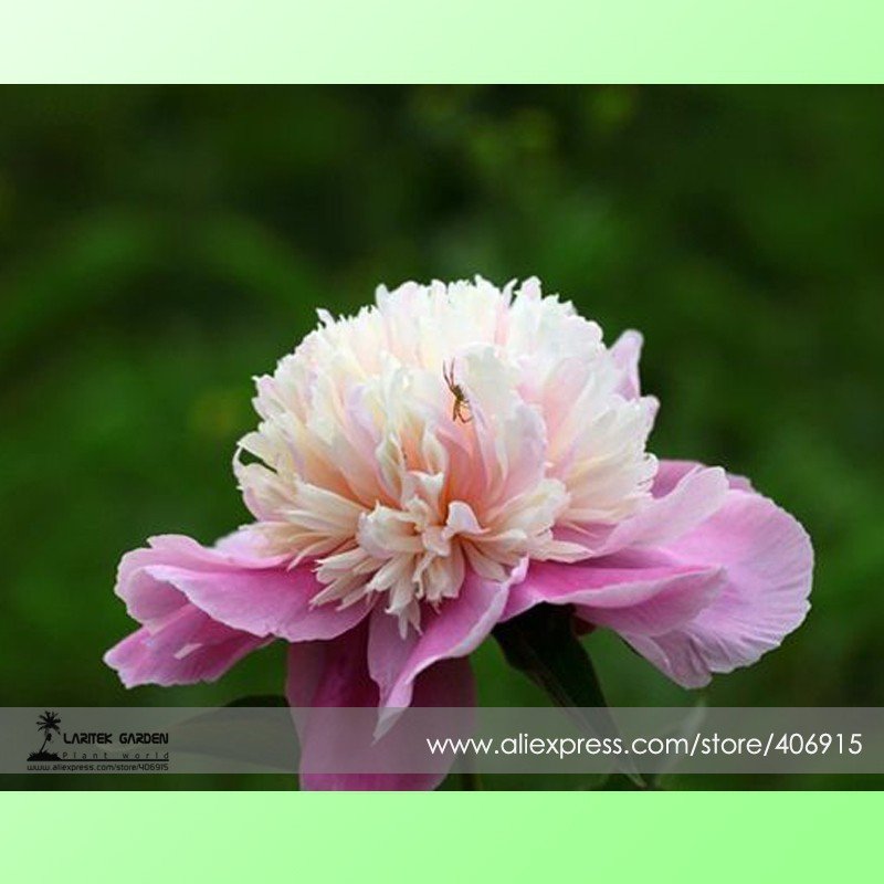 5 Fresh Seeds Big Leaf Hydrangea Purple Peony Tree
