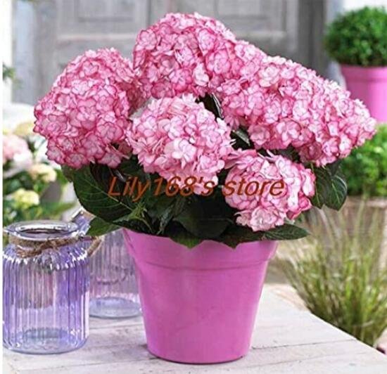 10 Hydrangea Fresh Seeds Perennial Flower T1