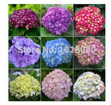 100 Hydrangea Fresh Seeds Mixed Colors