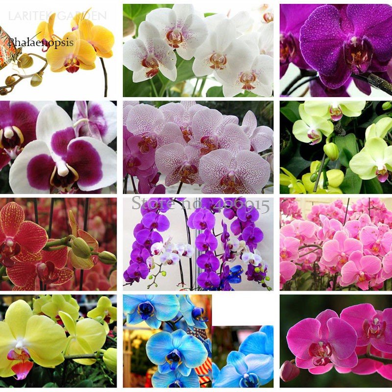 100 Fresh Seeds Rare Mixed Colorful Phalaenopsis Amabilis Butterfly Orchid Fragrant Attract Butterfl