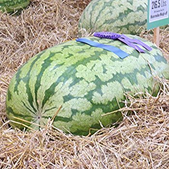 10 Fresh Seeds Organically Grown Xxl Giant Aka Russian Giant 100 Lb Watermelon