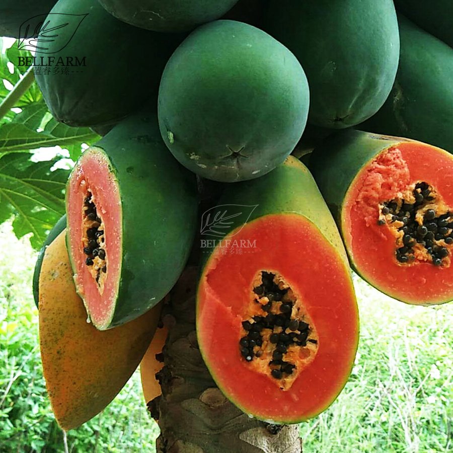 6 Guangxin Dark Green Skin Red Inside Papaya Fruits Bonsai Fresh Seeds
