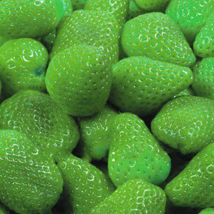 Strawberry Organic Hybrid Edible T5 9 S Green Strawberry 100 Fresh Seeds