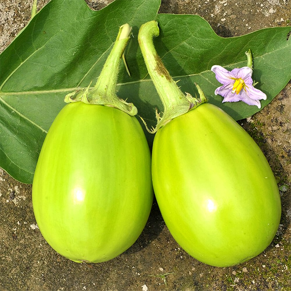 300 Fresh Seeds Xi An Green Allure: Unveiling The Green Eggplant