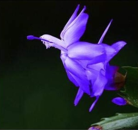20 Zygocactus Truncatus Schlumbergera Fresh Seeds Plants