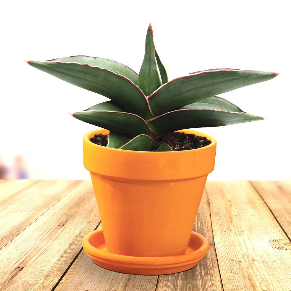 100 Sansevieria Fresh Seeds Bonsai Potted Balcony Indoor Plants T3