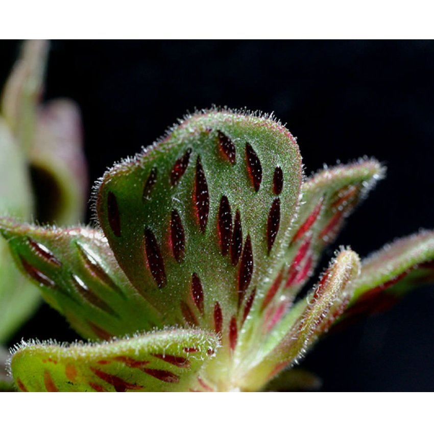 20 Aeonium Smithii Succulent Plant Fresh Seeds Smith