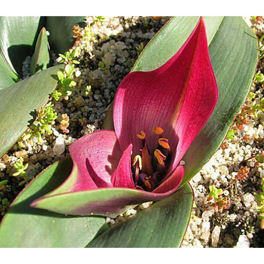 1 Fresh Seeds Androcymbium Latifolium South African Plant