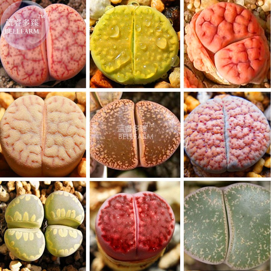 10 Fresh Seeds Lithops Mixed Rare Lovely Bonsai Succulent Plants