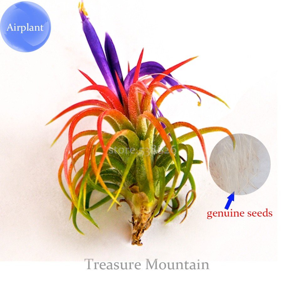 5 Fresh Seeds Lonantha Mexican Air Plant Beautiful Booms Green Red Purple Colors On A Plant