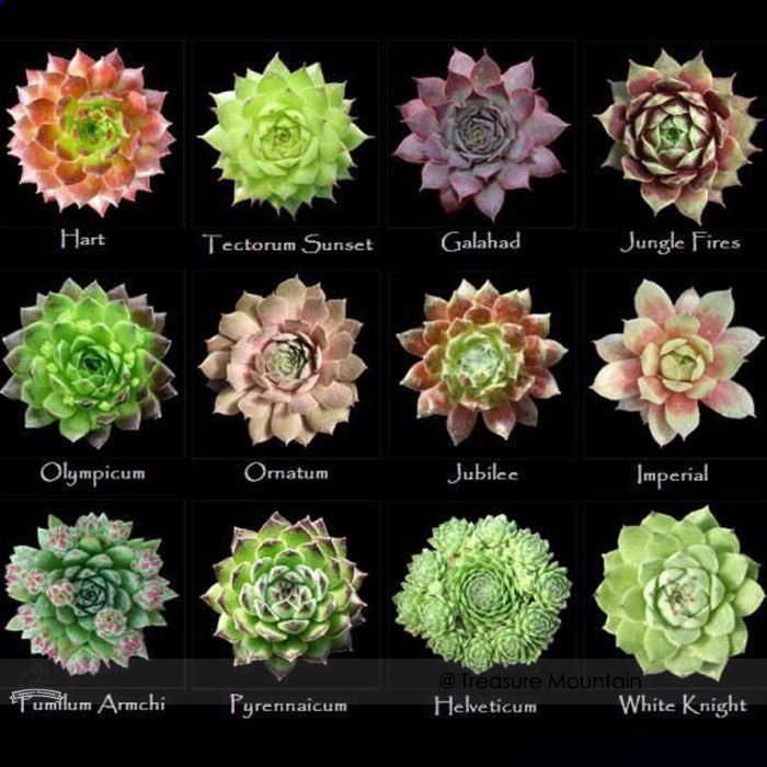 100 Fresh Seeds Mixed Bonsai Succulent Plant