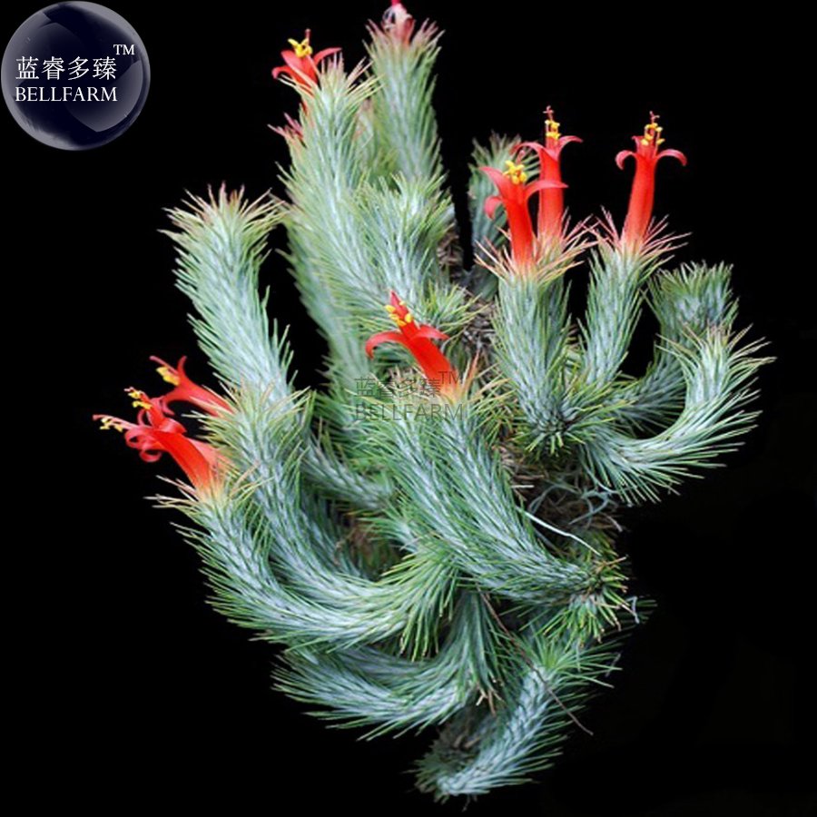 10 Fresh Seeds Tillandsia Funckiana Air Plant Green With Red Flowers