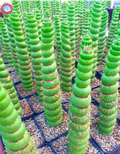 100 Rare Cactus Fresh Seeds Real Succulent Fresh Seeds Green Spiral Funny Bonsai
