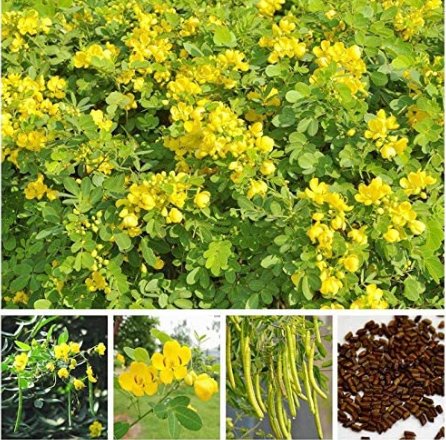Cassia Fresh Seeds Herb Catsia Tora Linn Chinese Herb Fresh Seeds Flower