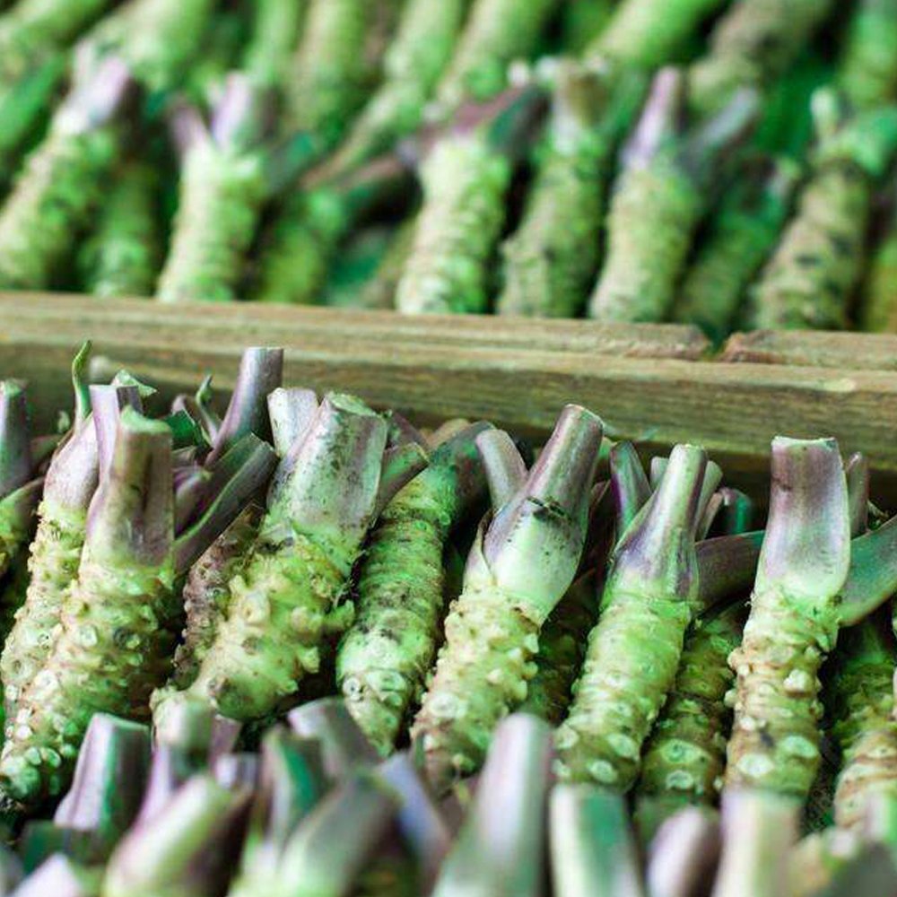Wasabi Fresh Seeds Approx 400 Fresh Seeds  Original  Japanese Mustard Herbs