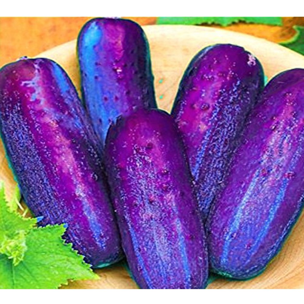 100  Purple Cucumber Fresh Seeds Farm Vegetable