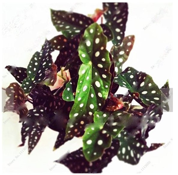 100 Begonia Fresh Seeds