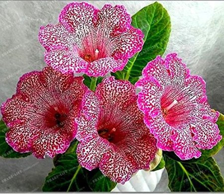 Gloxinia Fresh Seeds Sinningia Gloxinia Flower Seed Home Bonsai Diy Ornamental 100 Fresh Seeds
