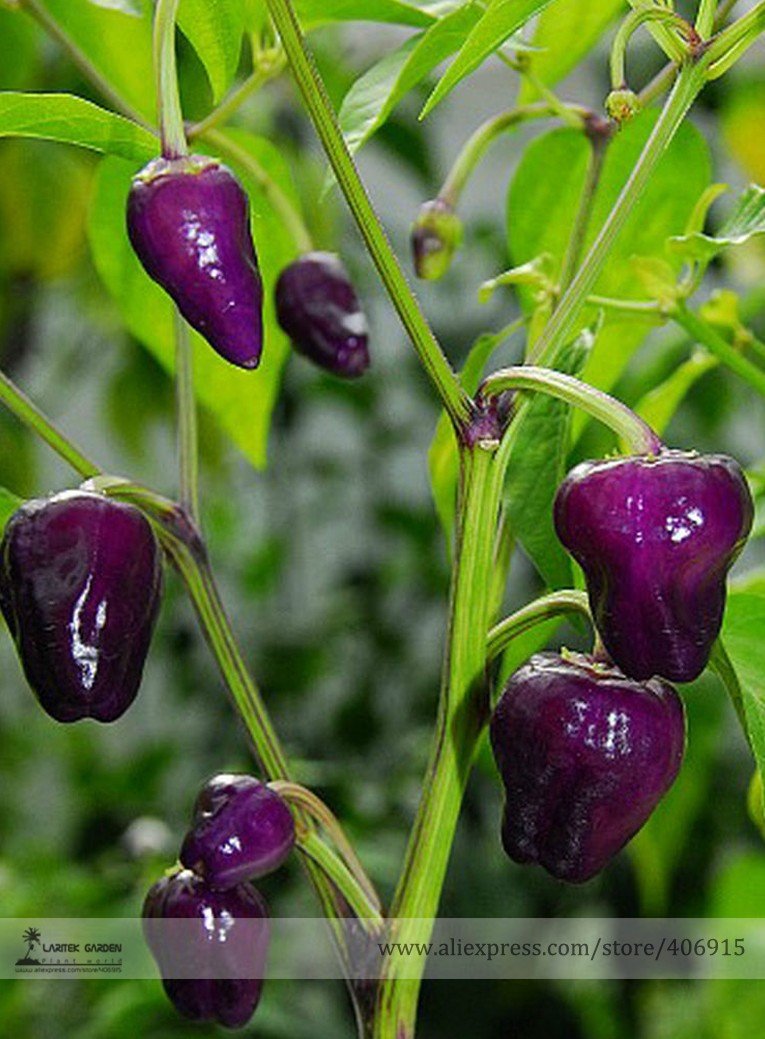 Rare Black Scorpion Tongue Chili Pepper Organic 50 Fresh Seeds