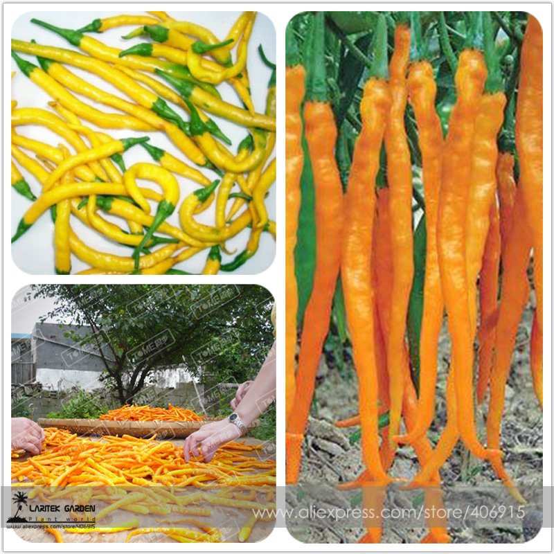 Hybrid Yellow & Orange Long Chili Pepper Fresh Seeds 200+ Very Hot
