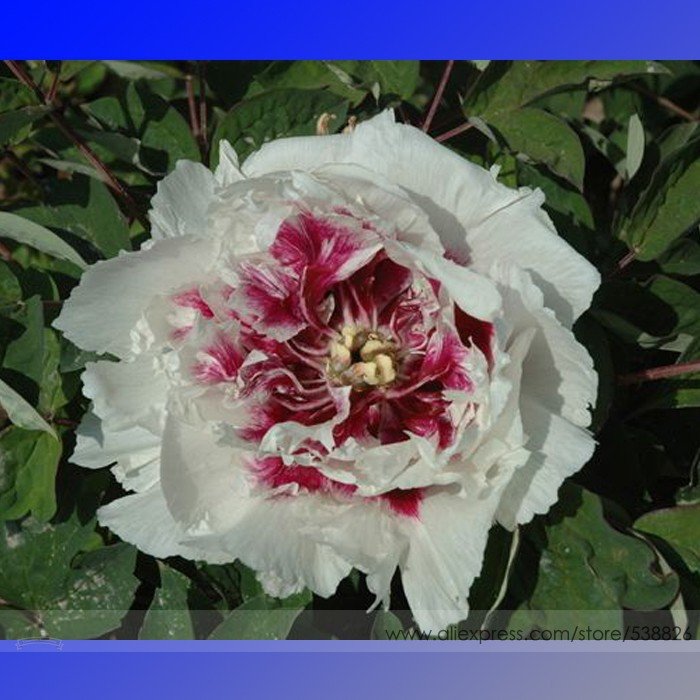 White Dark Red Tree Peony Flower 5 Fresh Seeds  Light Fragrant Rare Flower