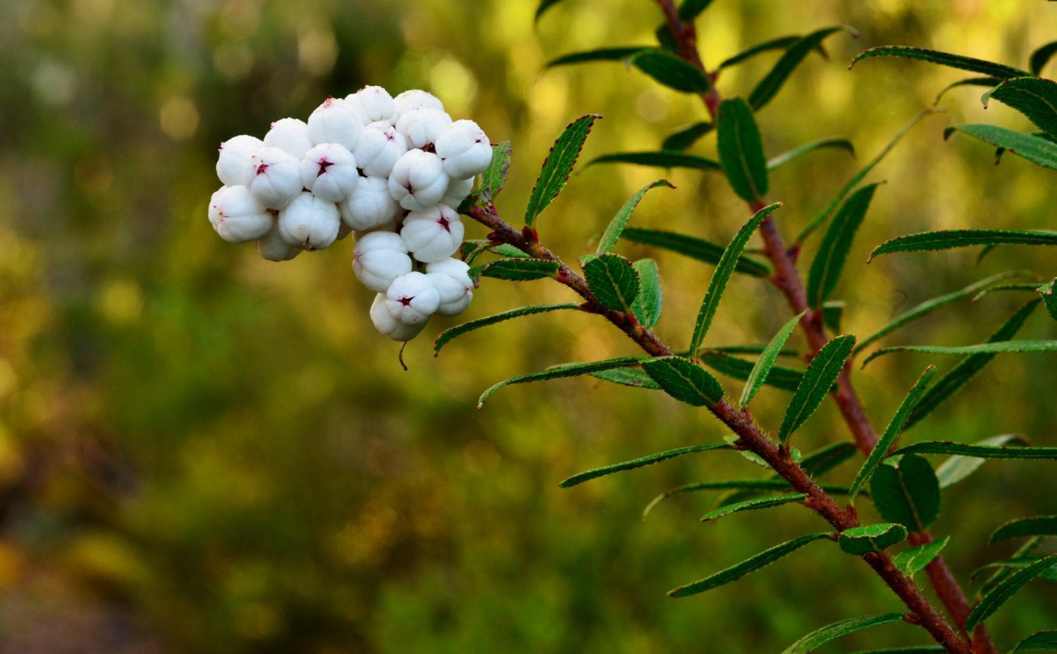5 Gaultheria Hispida Fresh Seeds Snowberry