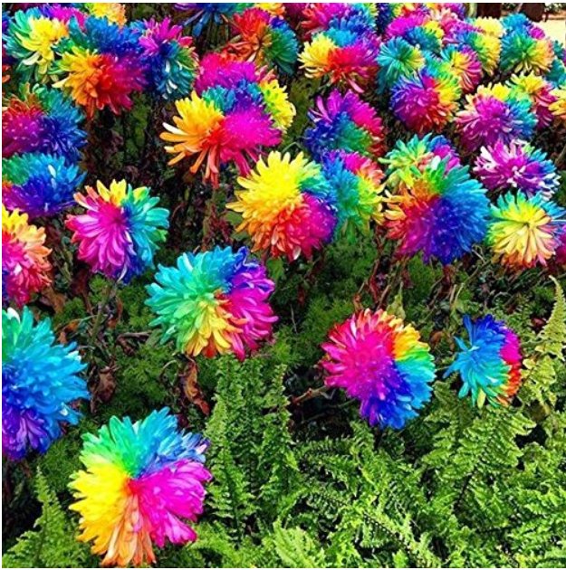 20 Rainbow Chrysanthemum Flower Fresh Seeds