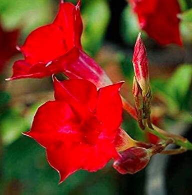 30 Dipladenia Sanderi Flower Fresh Seeds