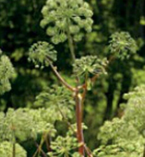 50 Angelica Fresh Seeds