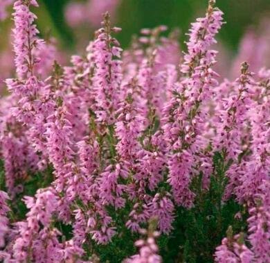 20 Heather Groundcover Plant Fresh Seeds