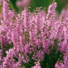 20 Heather Groundcover Plant Fresh Seeds