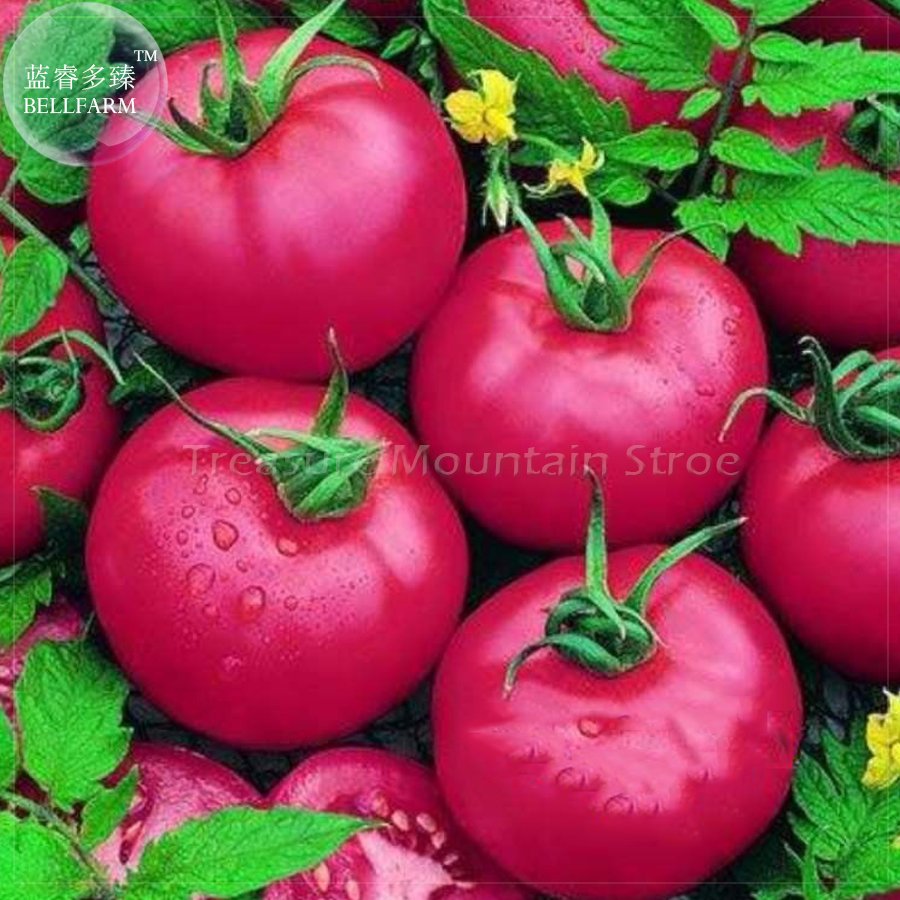 Pink King Tomato Fresh Seeds