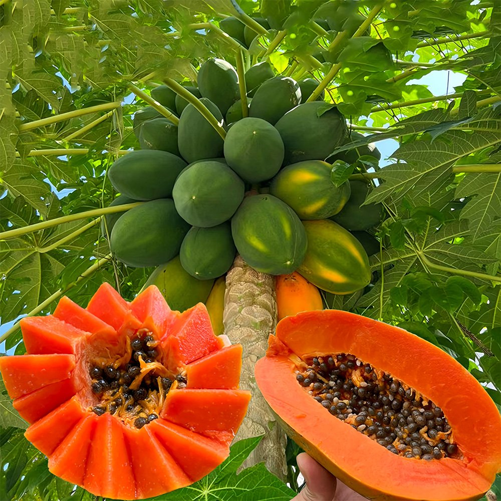 20 Fresh Seeds Premium Papaya Organic And Red Fleshed