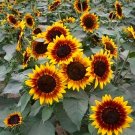 100 Fresh Seeds Bi Colour Sunflower 90Cm Tall