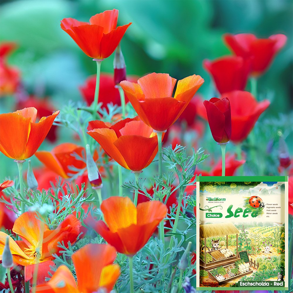 200 Fresh Seeds Eschscholzia Californica Red