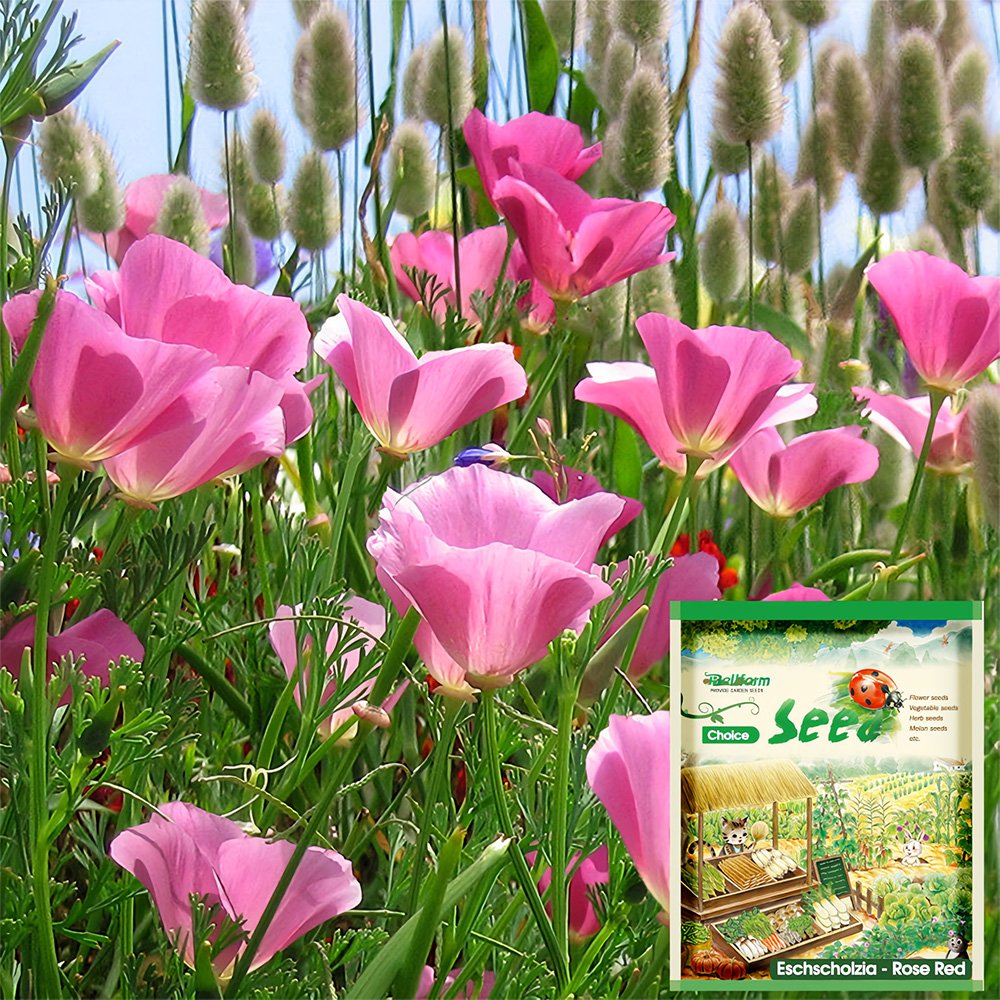 200 Fresh Seeds Eschscholzia Californica Rose Red