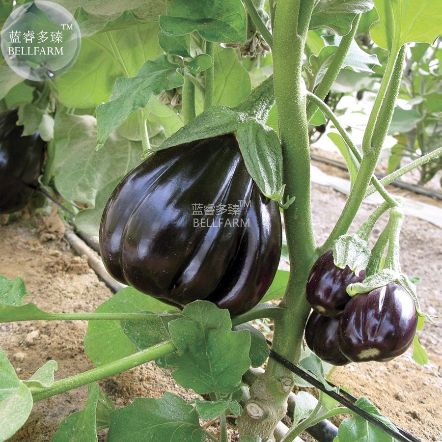 100 Fresh Seeds Black Beauty Black Eggplant Vegetable